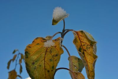 Low angle view of tree against clear sky