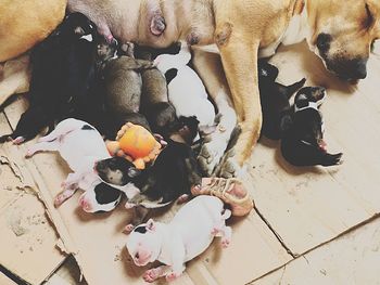 High angle view of puppy on floor