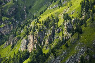 High angle view of pine trees
