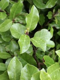 Close-up of fresh green leaves