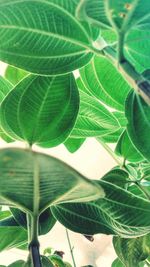 Close-up of green leaves