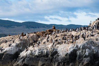 Bird island in the beagle channel. ushuaia is the capital of tierra del fuego province in argentina.