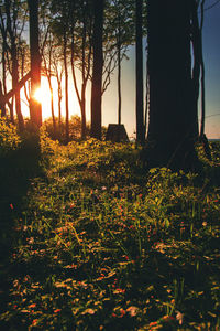 Close-up of plants against sunset