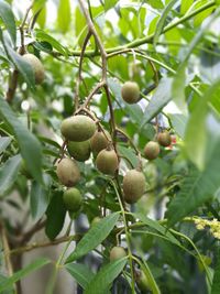 Low angle view of fruits on tree