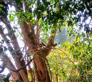 Low angle view of tree in forest against sky