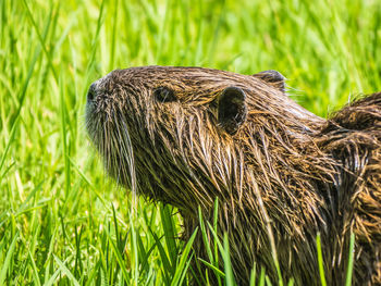 Close-up of beaver on grass