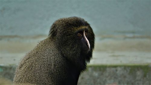 Close-up of a monkey looking away