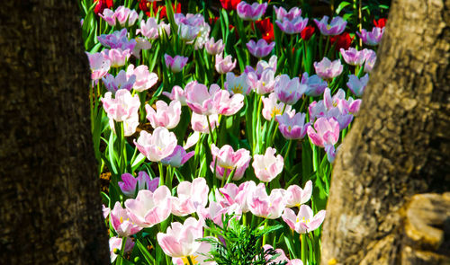 Close-up of pink flowers blooming outdoors