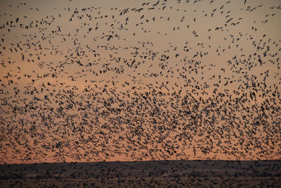 Flock of birds flying in the sky