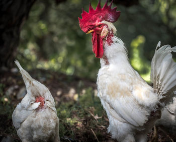 Close-up of rooster