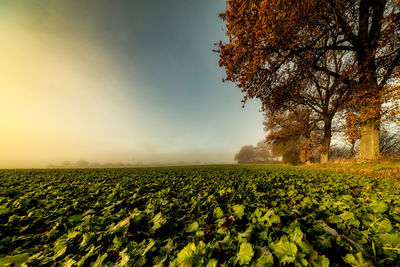 Scenic view of field against sky