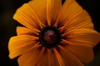 Close-up of fresh white daisy flower