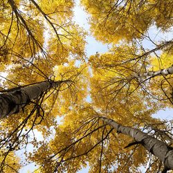 Low angle view of trees against sky