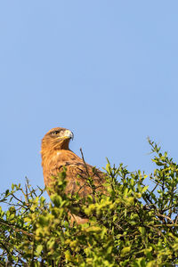 Tawny eagle sitting and scouts in a treetop