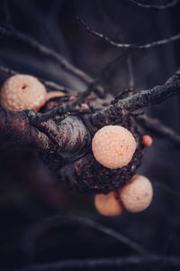 Close-up of fruit growing on tree