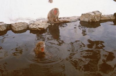 Monkey sitting on lake