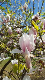 White flowers blooming on tree