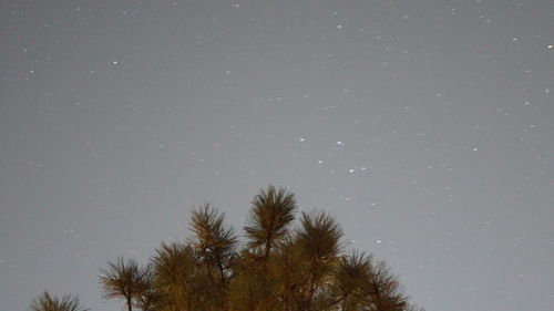 Low angle view of trees against sky