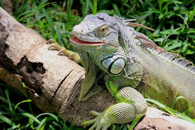 Close-up of lizard