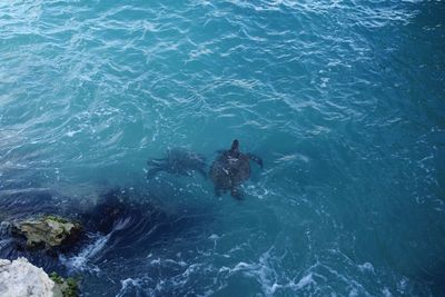 High angle view of turtle swimming in sea