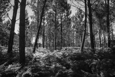 Trees in forest