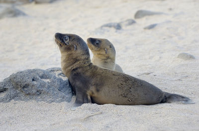 Galápagos sea lion, zalophus wollebaeki, north seymour island, galapagos islands, ecuador