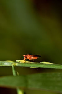 Close-up of insect on plant