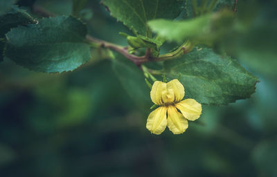 Close-up of yellow flower tree