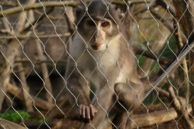 Close-up of chainlink fence in cage