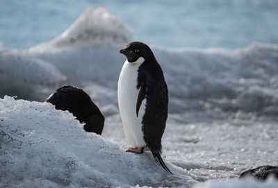 Close-up of penguin