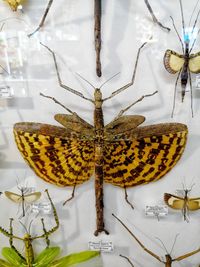 Close-up of butterfly pollinating