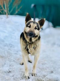 Portrait of dog standing in snow