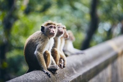 Monkeys on retaining wall