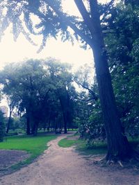 Trees on field