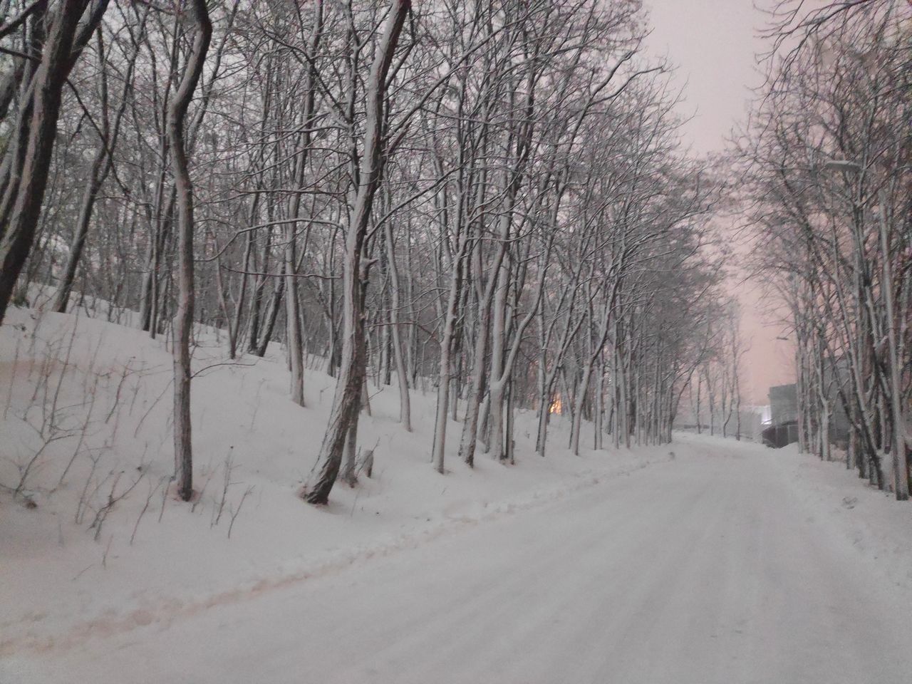 snow, cold temperature, winter, tree, bare tree, the way forward, road, plant, direction, white color, covering, tranquility, nature, beauty in nature, no people, scenics - nature, transportation, tranquil scene, land, diminishing perspective, outdoors, extreme weather, treelined, snowing, blizzard