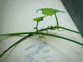 Close-up of insect on plant