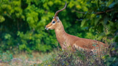 Giraffe against trees
