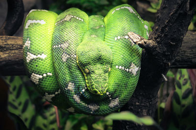 Close-up of green lizard on branch