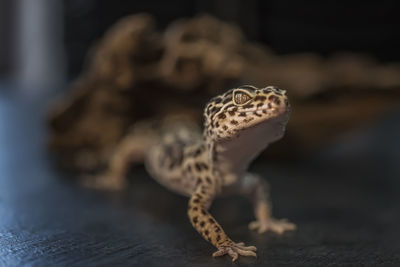 Close-up of lizard on table