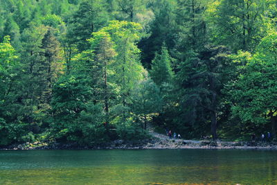 River in forest