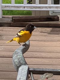 Close-up of bird perching on wood