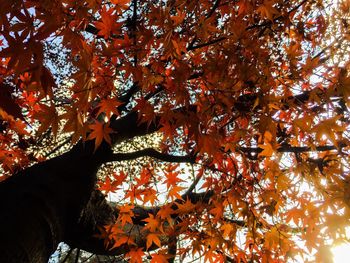 Low angle view of tree during autumn