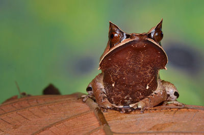 Close-up of lizard on wood