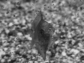 Close-up of fish swimming in sea