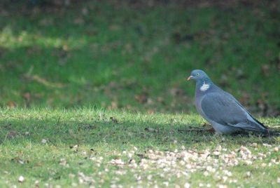 Bird perching on a field