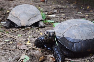 Close-up of turtle on ground