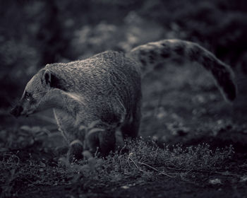 Side view of elephant on field