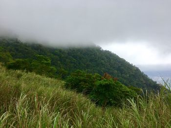 Scenic view of tree against sky