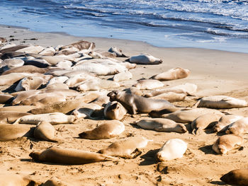 High angle view of rocks on beach