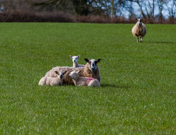 Sheep on landscape